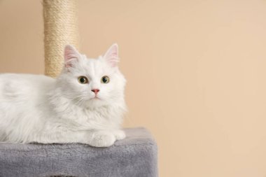 Sevimli beyaz kedi bej arka planda kazıma direğinde yatıyor, yakın plan.