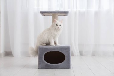 Evdeki pencerenin yanındaki tırmalama direğindeki sevimli beyaz kedi.