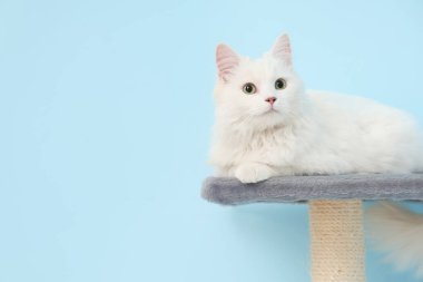 Sevimli beyaz kedi mavi arka planda kazıma direğinde yatıyor.