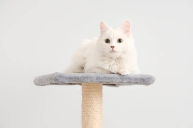 Sevimli beyaz kedi, arka planda kazıma kazığı üzerinde yatıyor.