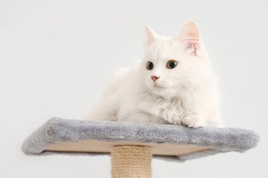 Sevimli beyaz kedi, arka planda kazıma kazığı üzerinde yatıyor.