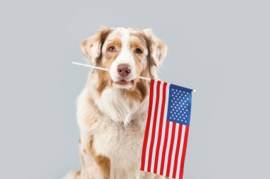 Gri arka planda Amerikan bayrağı olan sevimli bir köpek.