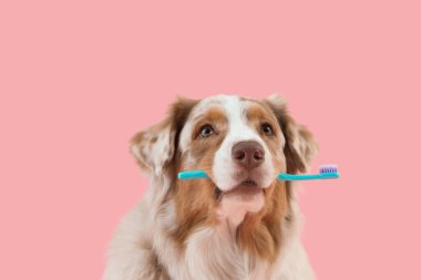 Ağzında pembe bir diş fırçası olan sevimli bir köpek.