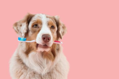 Ağzında pembe bir diş fırçası olan sevimli bir köpek.