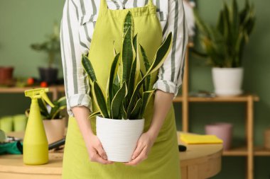 Önlüklü genç bir kadın Sansevieria fabrikasını eve naklediyor, yakın plan.