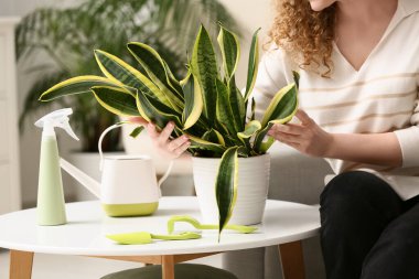 Evinde sansevieria bitkisi olan güzel genç bir kadın, yakın plan.