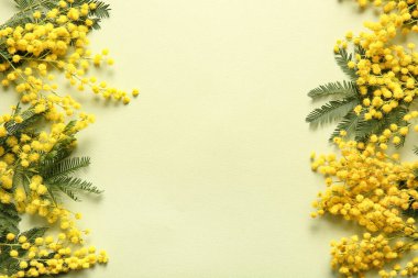 Yeşil arka planda güzel sarı mimoza çiçekleri
