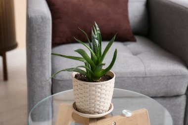 Oturma odasındaki masada sulu bitki, yakın plan.