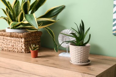 Yeşil duvarın yanındaki rafta sulu suşlar, yakın plan.