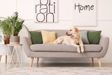 Şirin Labrador köpeği evdeki kanepede yatıyor.
