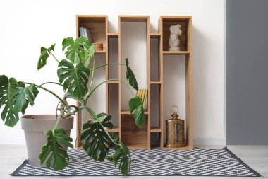 Monstera ev bitkisi ve raf ünitesiyle aydınlatma odasının içinde.