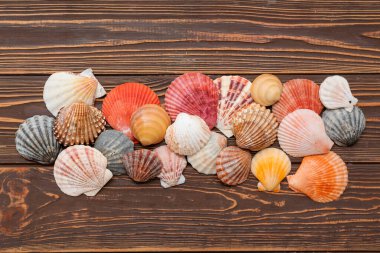 Ahşap arka planda birçok deniz kabuğu
