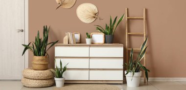 Sansevieria bitkileri, kitaplar ve çerçeveli çekmeceler oturma odasında.