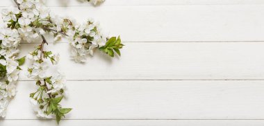 Beautiful blossoming branches on white wooden background with space for text