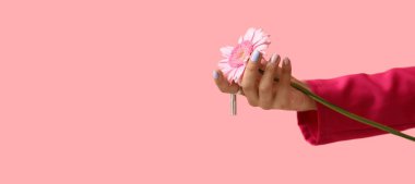 Pembe arka planda taze Gerbera çiçeğini tutan bir kadının eli.