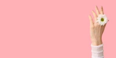 Pembe arka planda taze Gerbera çiçekli bir kadın eli.