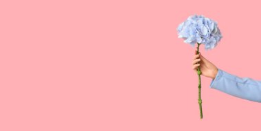 Pembe arkaplandaki güzel ortancayı tutan bir kadın eli.