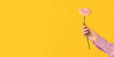 Sarı zemin üzerinde taze Gerbera çiçeği tutan bir kadın eli.