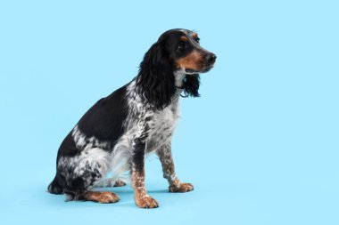 Mavi arka planda oturan şirin cocker spaniel