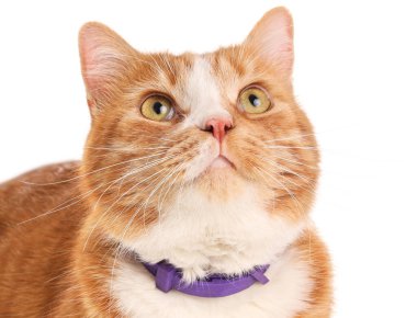 Beyaz arka planda sevimli kızıl kedi, yakın plan.