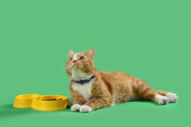 Yeşil arka planda beslenme kabı olan sevimli kızıl kedi.