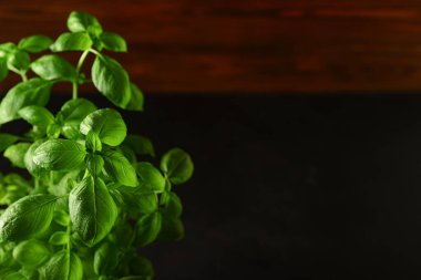 Siyah masada taze yeşil fesleğen