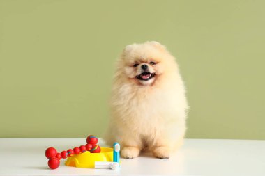Sevimli Pomeranya köpeği beyaz masada oturuyor. Elinde oyuncaklar ve yeşil arka planda diş fırçası var.