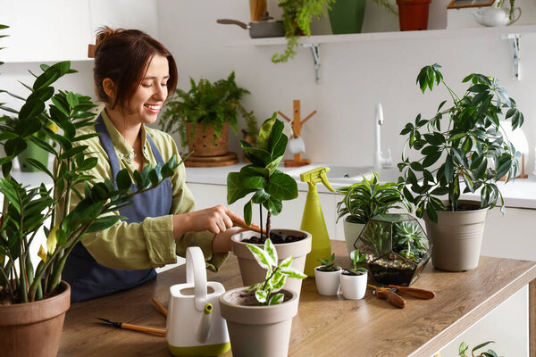 Female gardener taking care of plant in kitchen