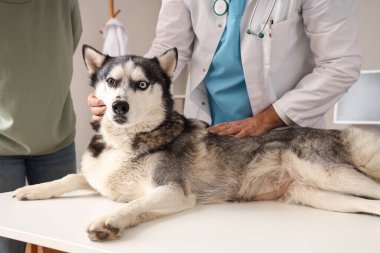 Erkek veteriner klinikte şirin köpeğini muayene ediyor.