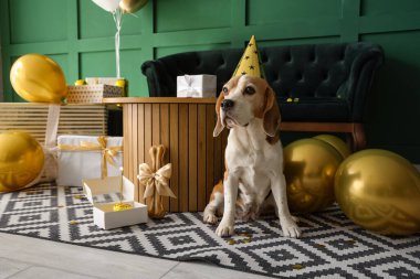 Doğum günü partisi için dekore edilmiş parti şapkalı sevimli Beagle köpeği.