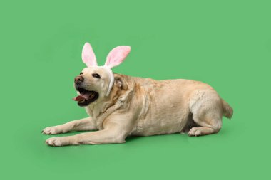 Yeşil arka planda Paskalya tavşan kulaklı komik Labrador köpeği