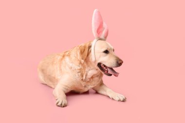 Pembe arka planda Paskalya tavşanı kulaklı komik Labrador köpeği.