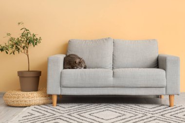 Evdeki gri kanepede yatan sevimli kedi.