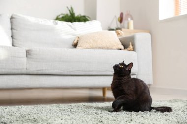 Oturma odasındaki kanepenin yanındaki sevimli siyah kedi.