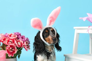 Tavşan kulaklı şirin cocker spaniel ve mavi arka planda güzel laleler. Paskalya kutlaması