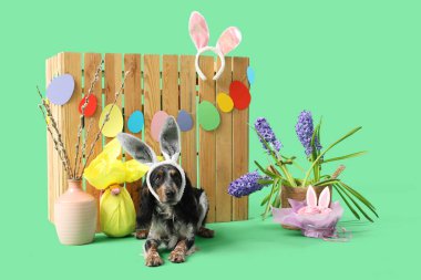 Paskalya pastası, hediye yumurtası, söğüt dalları, güzel çiçekler ve yeşil arka plandaki ahşap çitle tavşan kulaklı şirin cocker spaniel.