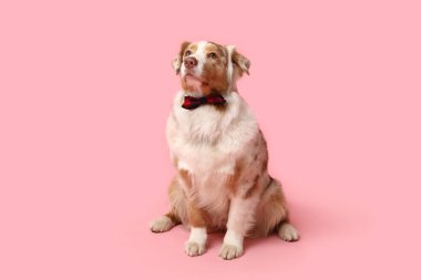 Pembe arka planda papyonlu Avustralyalı çoban köpeği