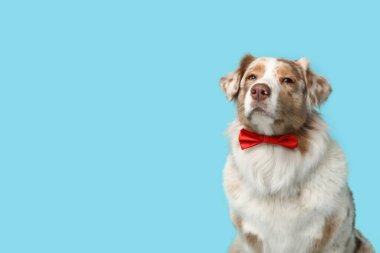 Mavi arka planda papyonlu komik Avustralyalı çoban köpeği