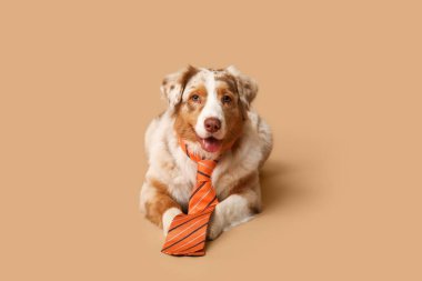 Bej arka planda kravatlı komik Avustralyalı çoban köpeği