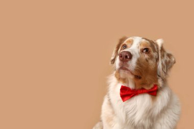 Bej arka planda papyonlu sevimli bir Avustralya çoban köpeği.