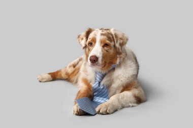 Gri arka planda uzanan kravatlı sevimli Avustralya çoban köpeği.