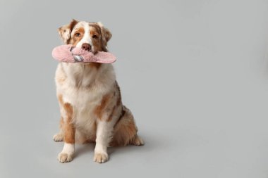 Tatlı Avustralya çoban köpeği gri arka planda terlik tutuyor.