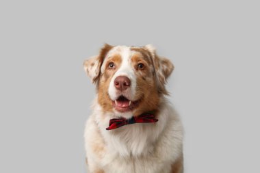 Gri arka planda papyonlu şirin Avustralya çoban köpeği.