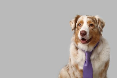 Gri arka planda kravatı olan şirin bir Avustralya çoban köpeği.