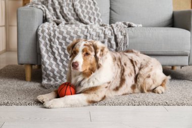 Oturma odasında kanepenin yanında oyuncak taşıyan sevimli Avustralya çoban köpeği.