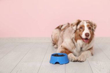 Şirin Avustralyalı çoban köpeği pembe duvarın yanında bir kase kuru yiyecekle yatıyor.