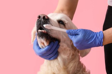 Tıbbi eldivenli kadın elleri pembe arka planda Labrador köpek dişlerini fırçalıyor.