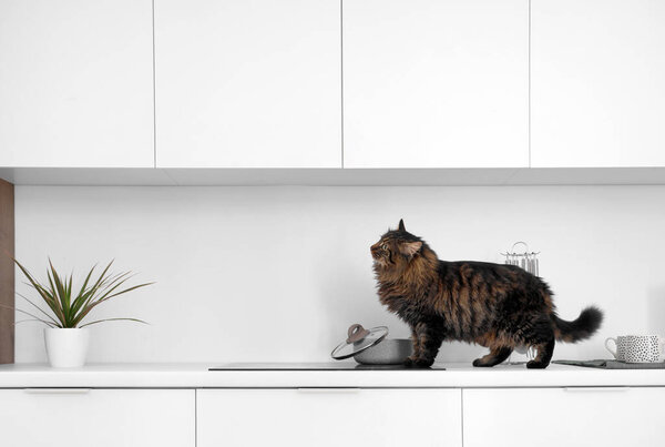 Пушистый кот возле кастрюли на плите на кухне