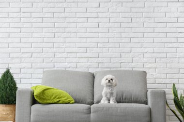 Modern oturma odasındaki kanepede şirin bir Maltese köpeği.
