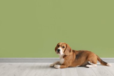 Tatlı Beagle köpeği yeşil duvarın yanında yatıyor.